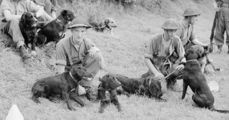Mine Dogs From WW2 On The Frontline