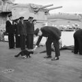 Winston Churchill Stops Blackie Ships Cat Of HMS PRINCE OF Ugust 1941. H12756