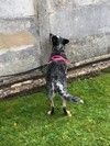 Sniffer Dogs 7