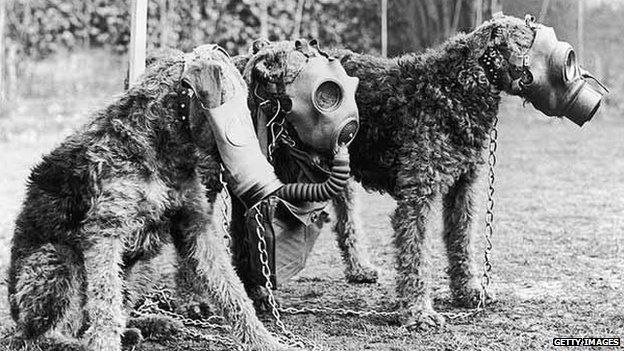 Airedale Dogs With Gas Mask