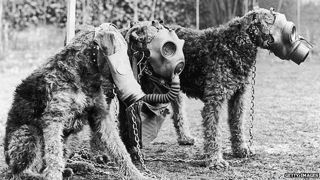 Airedale Dogs With Gas Mask
