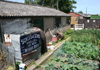 Dig For Victory Garden At Eden Camp Modern History Museum
