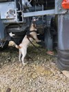 Sniffer Dogs 6