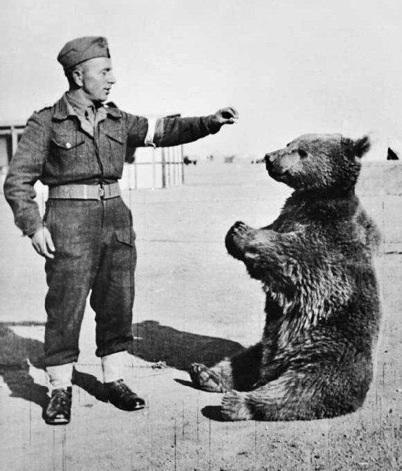 Wojtek The Bear