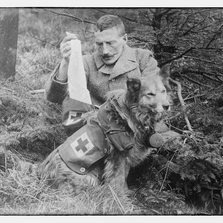Military Dogs Ft