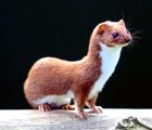 Weasel
