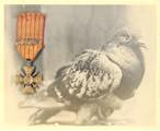 Cher Ami