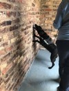 Sniffer Dogs 11