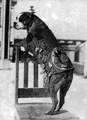 Sgt Stubby