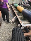 Sniffer Dogs 12