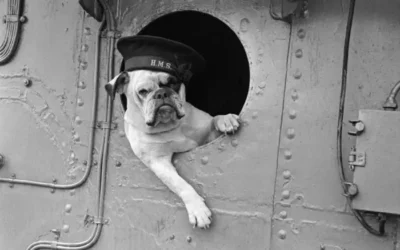 The Unsung Heroes of World War II: Animals in Service