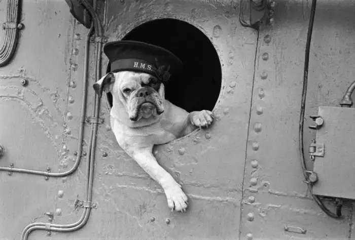 The Unsung Heroes of World War II: Animals in Service